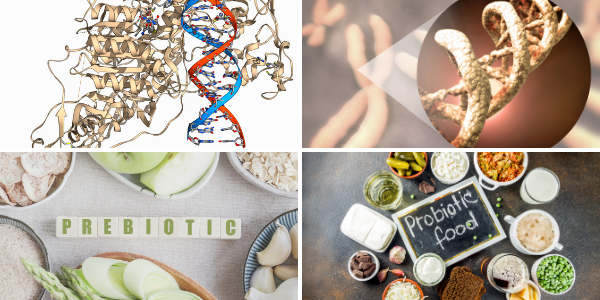 Epigenetics image, DNA image, prebiotic and probiotic images